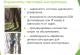 Система HOG PRO для контроля популяции кабана, косули, оленя. - 23